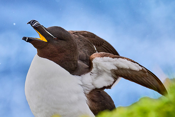 Razorbill, Grimsey, June 2025