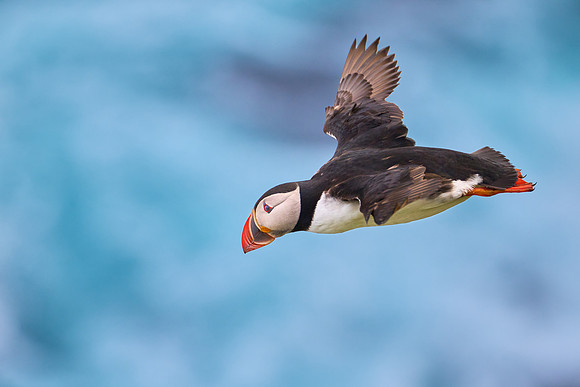 Atlantic Puffin, Grimsey, June 2025