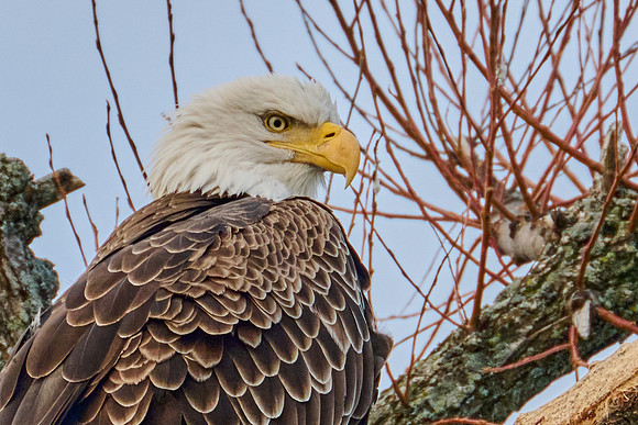 Bald Eagle, 2024-12-31
