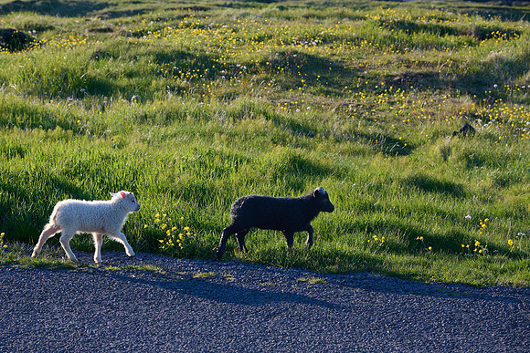 Lambs at Búðir, May 2025