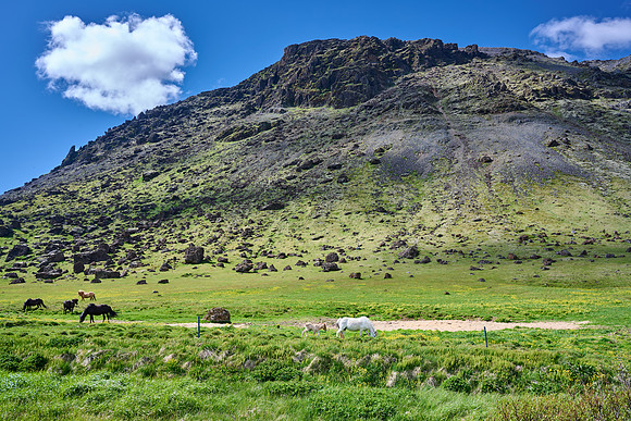 Icelandic Horses, May 2025