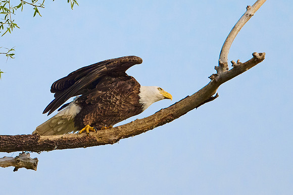 Bald Eagle, May 2025
