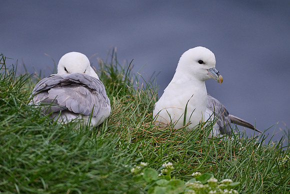 Fulmar (nesting), Grimsey, June 2025