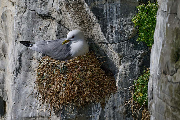 Kittiwake (nesting), Grimsey, June 2025