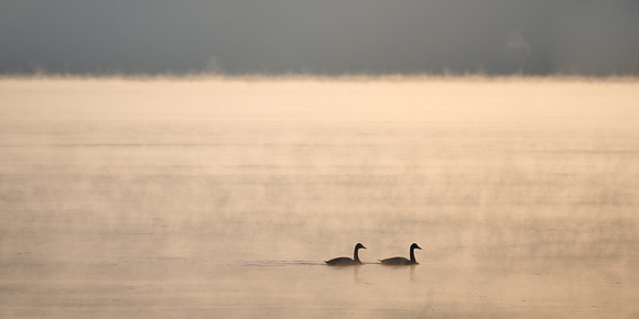 Winter Geese, 2022-01-15