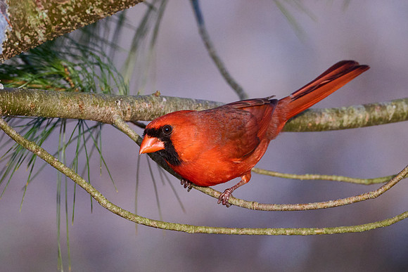Male Cardinal in Pine Tree