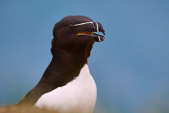 Razorbill, Grimsey, June 2025