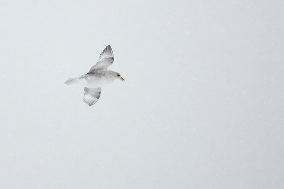 Fulmar (Petrel Family), Nordfjorden, 10:01