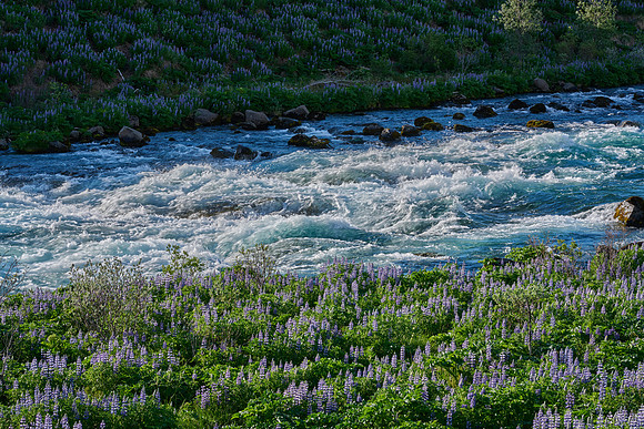Spring Lupines, May 2025