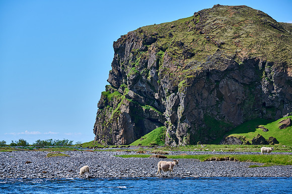 Sheep along the Skógá River, May 2025