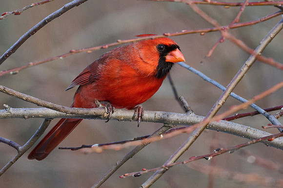 Male Cardinal in Pussy Willow