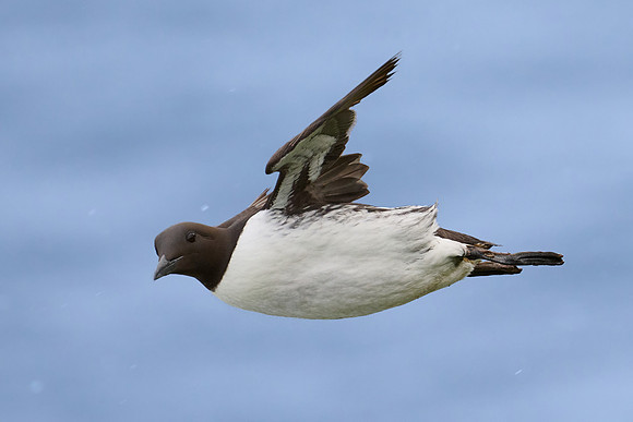 Guillemot (female), Grimsey, June 2025