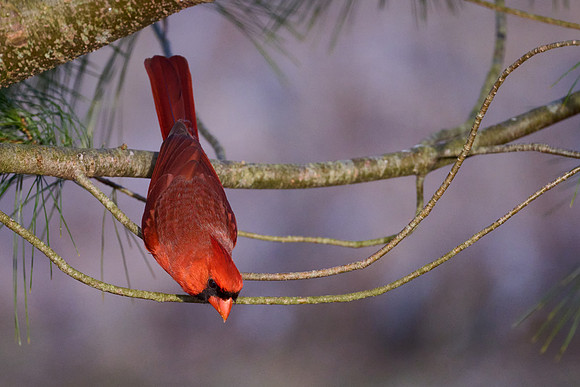 Male Cardinal in Pine Tree