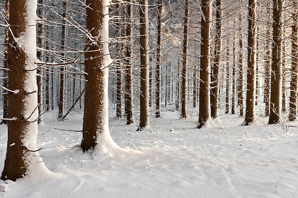 Norway Spruce Grove, Tioughnioga Forest
