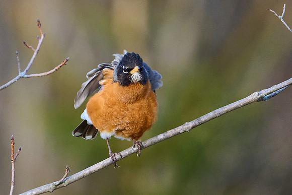 Robin fluffing herself