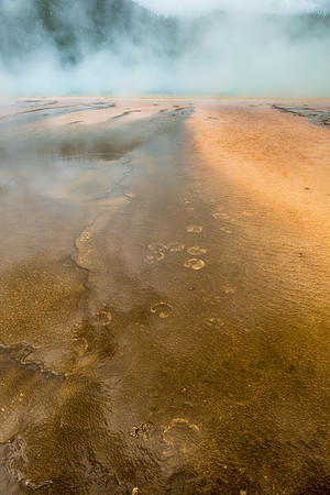 Buffalo Tracks, Yellowstone National Park