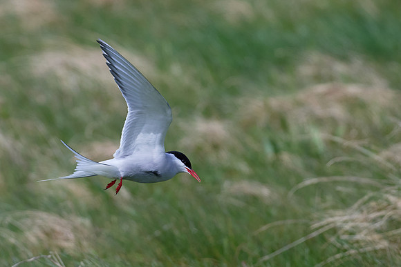 Arctic Tern, Grimsey, June 2025
