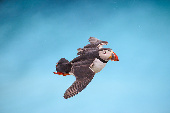 Atlantic Puffin, Grimsey, June 2025