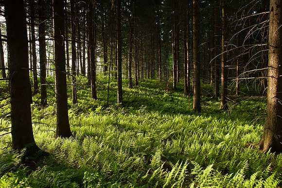 Forest Ferns II, Tioughnioga