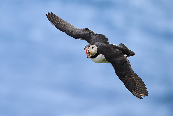 Atlantic Puffin, Grimsey, June 2025