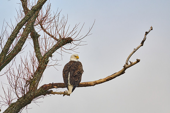 Bald Eagle, 2024-12-31