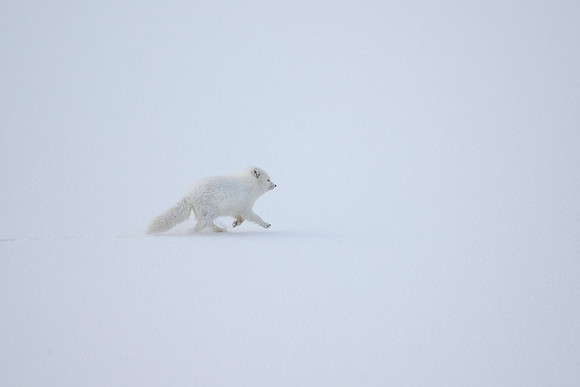 Arctic Fox, Nordfjorden, 11:40