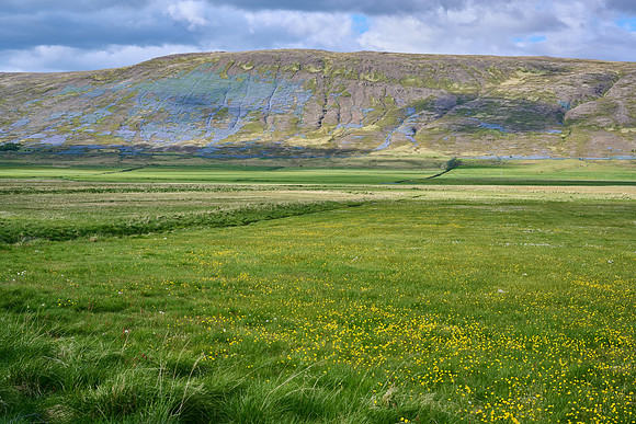 Lupines & Buttercups, May 2025