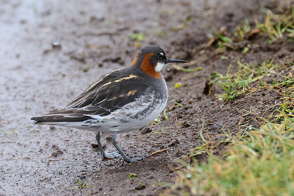 Red-necked Phalarope, Grimsey, June 2025