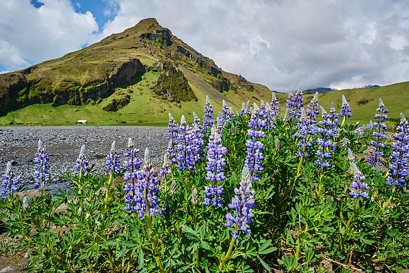 Lupines along the Skógá River, May 2025