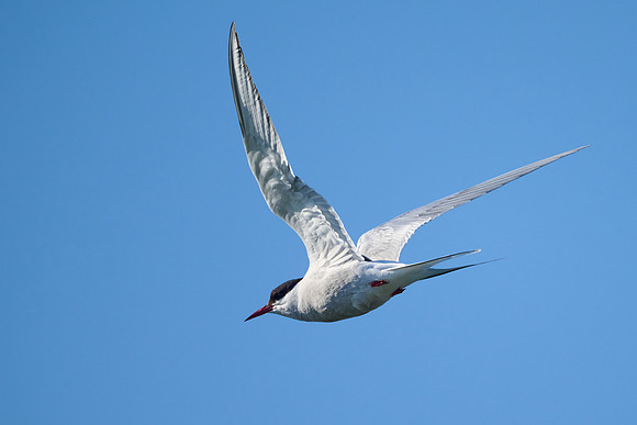 Arctic Tern at Borgarnes, May 2025