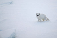 Svalbard