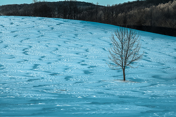 Winter Tree (stylized)