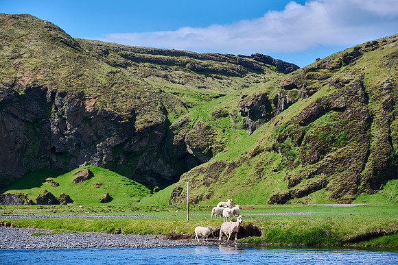 Sheep along the Skógá River, May 2025