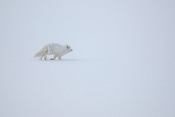 Arctic Fox, Nordfjorden, 11:40