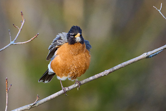 Robin fluffing herself