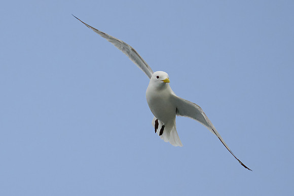 Kittiwake, Grimsey, June 2025