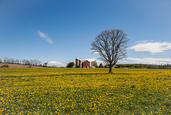 Farm, Richfield Springs, NY